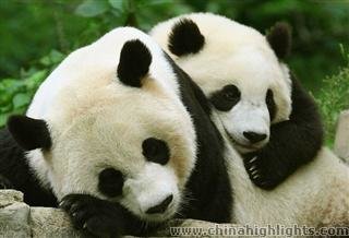 Chongqing Zoo