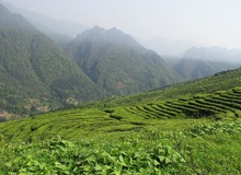 Chengdu Tea