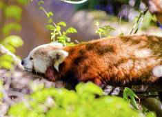 Chongqing Zoo