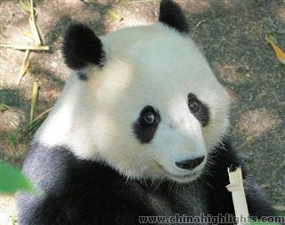 Chongqing Zoo